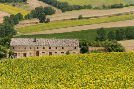 夏季意大利与向日葵农场的景观