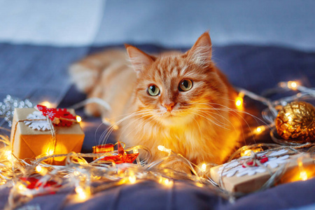 可爱的姜猫躺在床上与闪亮的灯泡和新年礼物在工艺纸。温馨家庭圣诞假期背景