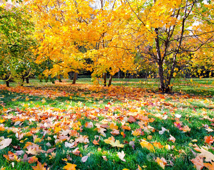 五彩缤纷的秋林