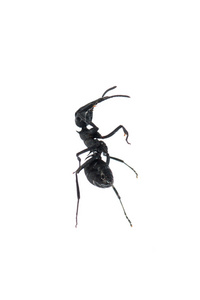 白色背景下分离的蚂蚁