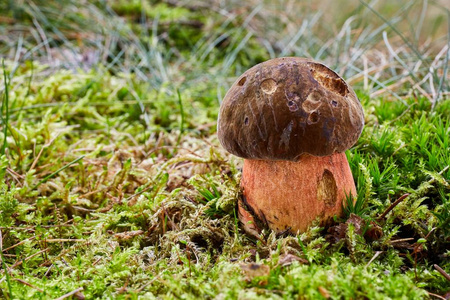 自然环境中的 Neoboletus luridiformis