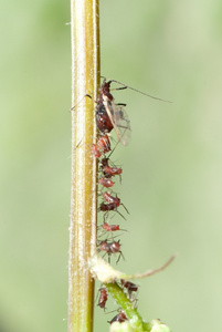 昆虫蚜虫家族