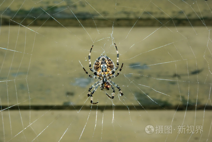 她的网站上蜘蛛