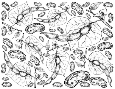普通豆科植物背景的手绘图片