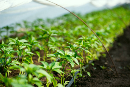 胡椒种植和滴灌温室选择性聚焦