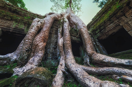 塔普伦寺覆盖在树的根，吴哥窟，柬埔寨