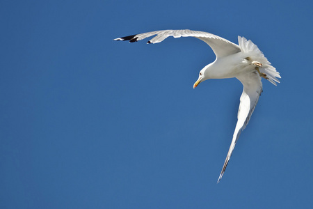 海鸥飞与背景中的蓝天照片