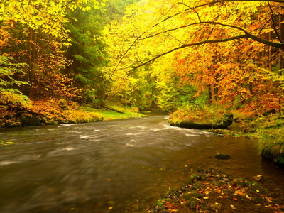 在雨天, 在红树林的秋季流。秋天小河在森林里