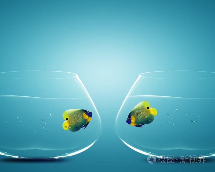 在两个碗中的两个神仙鱼