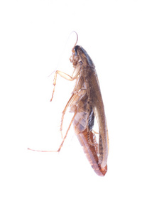 蛋邮袋的昆虫蟑螂 bug