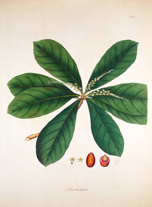 植物学插图。科罗曼德伦敦海岸的植物1819