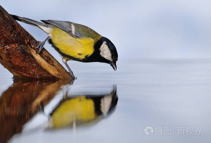 池塘里的大乳头喝水