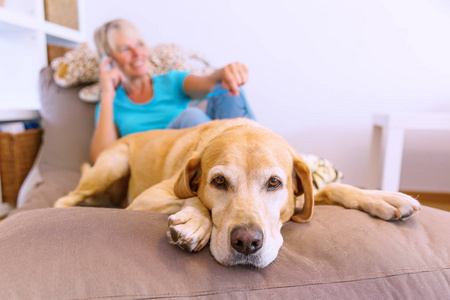 拉布拉多猎犬躺在座椅家具而成熟的女人打电话在背景中