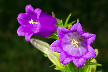 风铃花