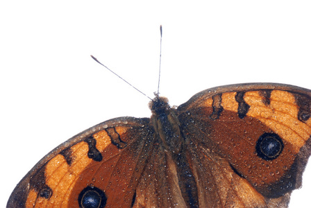 孔雀三色堇蝴蝶，junonia almana