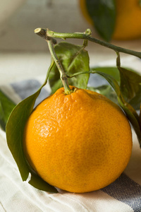 健康生有机温州柑橘图片