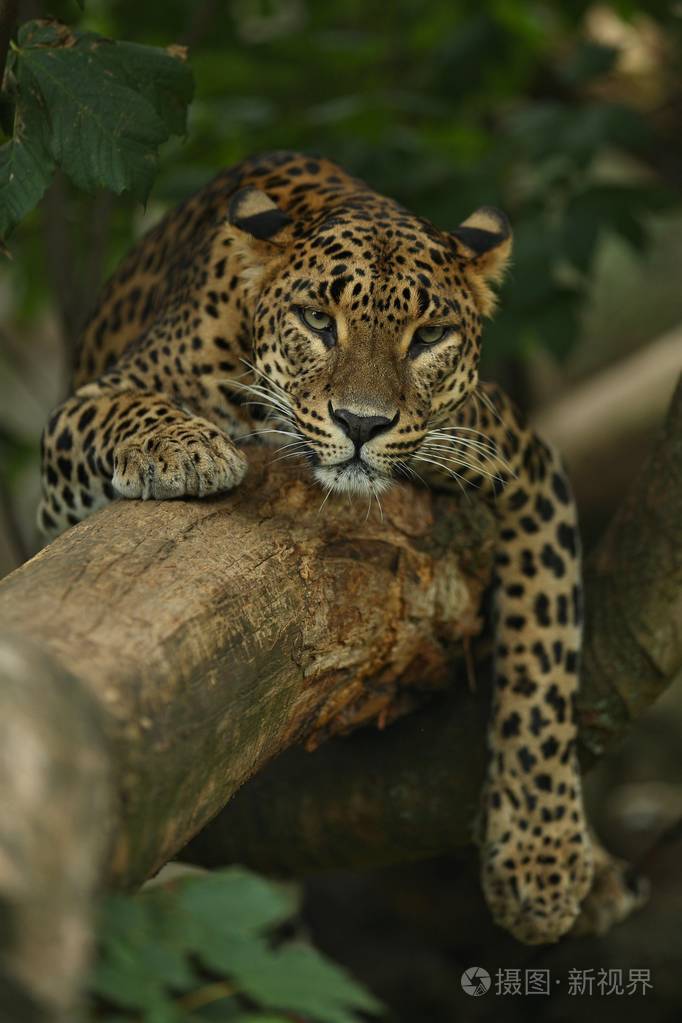 濒危的黑龙江豹在自然栖息地圈养野生动物