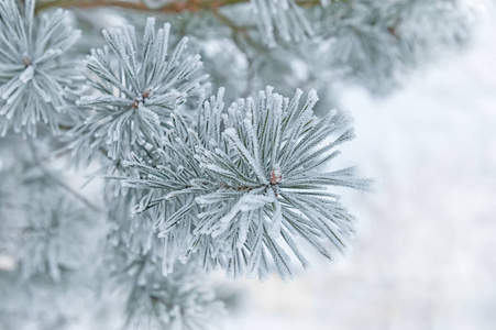美丽的青松树枝在冰冷的雪中.背景.选择性焦点照片