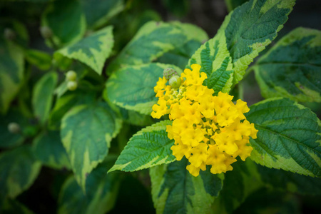 黄色的花朵关门