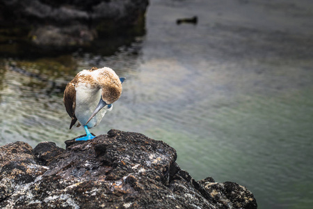 加拉巴哥群岛2017 年 8 月 26 日 蓝脚鲣鸟在伊莎贝拉岛，加拉巴哥群岛，厄瓜多尔的熔岩隧道