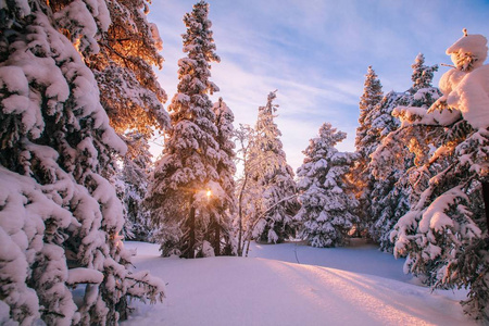 冬天山上覆盖着霜和积雪的树木图片