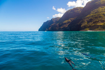 夏威夷太平洋野生动物的风景.自然栖息地的海洋动物照片