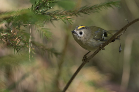 树枝上的 goldcrest 轩辕轩辕