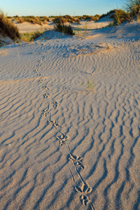 鸟脚打印在沙子里