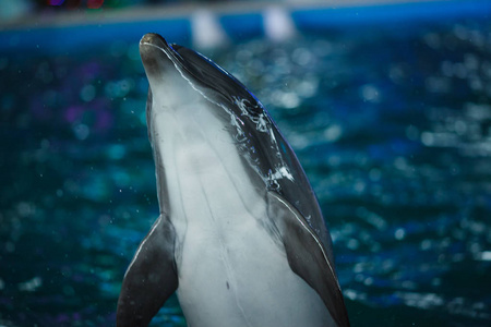 动物海豚肖像在蓝色水戏剧