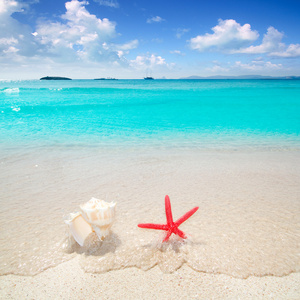 海星和热带海滩贝壳