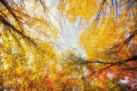 在阳光明媚的森林，秋天的自然背景多彩树枝