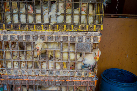 雅加达，印度尼西亚 箱子装满了黄鸡内拥挤 典型食品市场雅加达