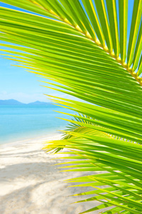 美丽的海滩和棕榈树在沙滩上面