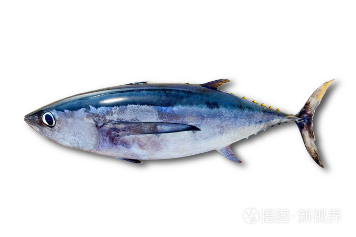 孤立的长鳍金枪鱼金枪鱼鳍鱼照片 正版商用图片03ok26 摄图新视界 孤立的长鳍金枪鱼金枪鱼鳍鱼照片 正版商用图片03ok26 摄图新视界