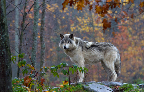 森林狼或灰狼 大犬狼疮 站在岩石的顶部回首在加拿大的秋季雨天
