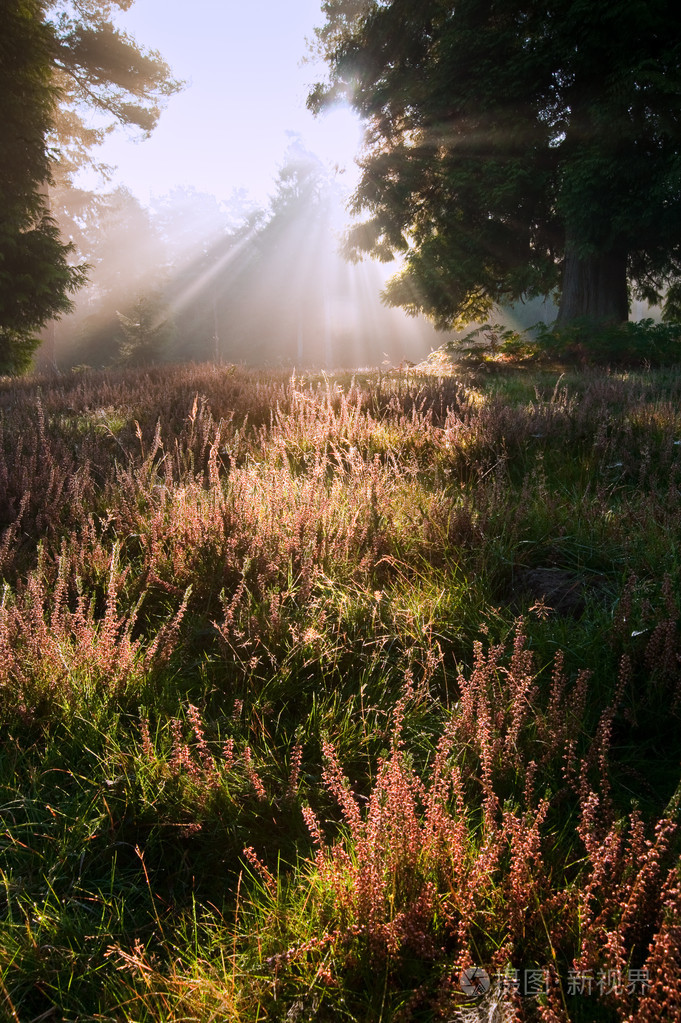 鼓舞人心的黎明太阳爆裂通过在森林中的树木秋季秋天