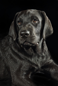 结婚后是狼狗黑色拉布拉多犬室画像照片