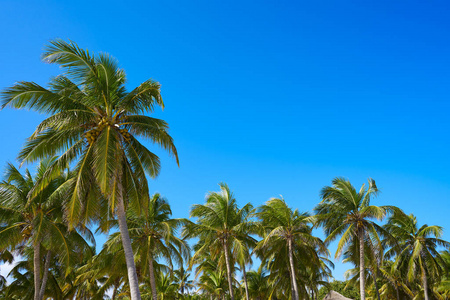 图卢姆棕榈树丛林玛雅海滨沙滩上