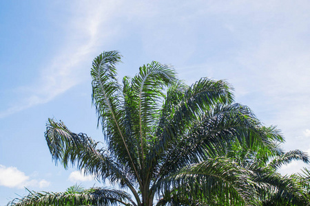 棕榈树自然与蓝天