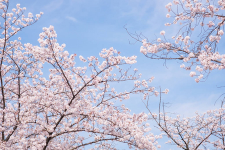 美丽日本樱花图片