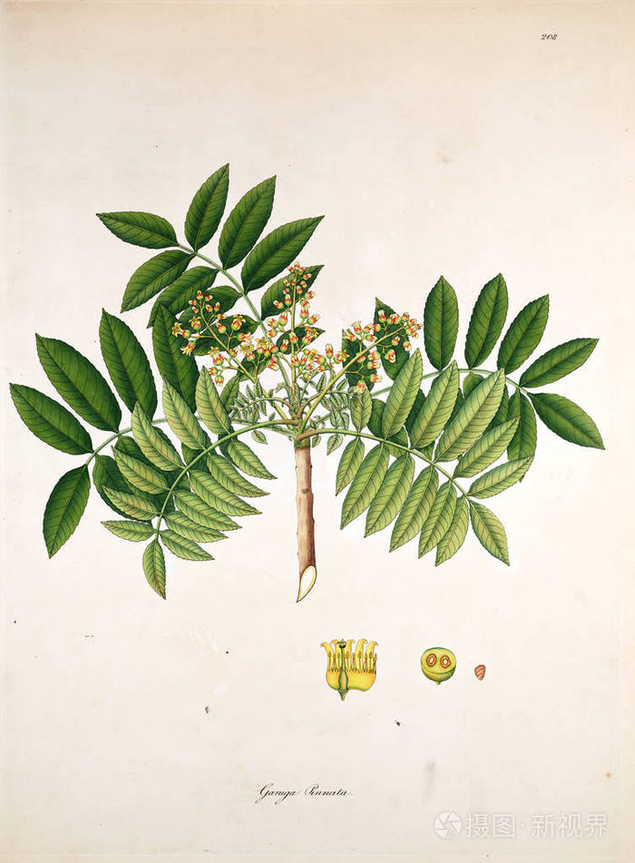 植物学插图.科罗曼德伦敦海岸的植物1819
