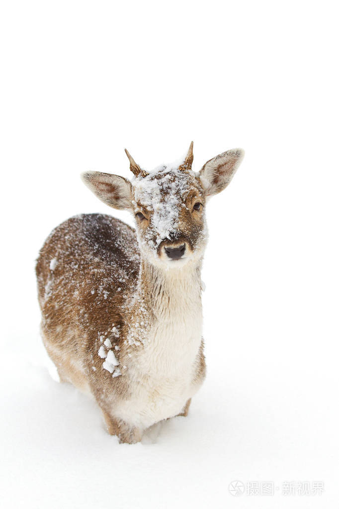 冬季休闲鹿雪看着相机