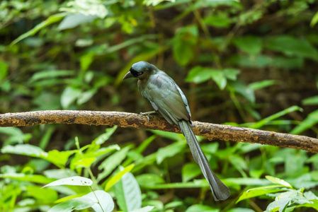 野生鸟 球拍尾 Treepie