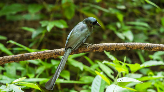 野生鸟 球拍尾 Treepie