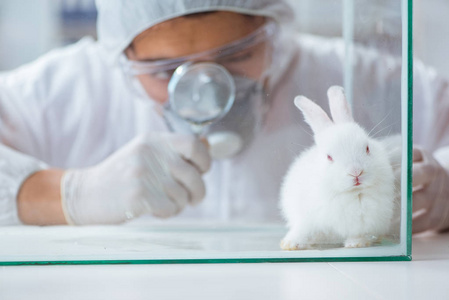 科学家做动物实验用兔实验室里
