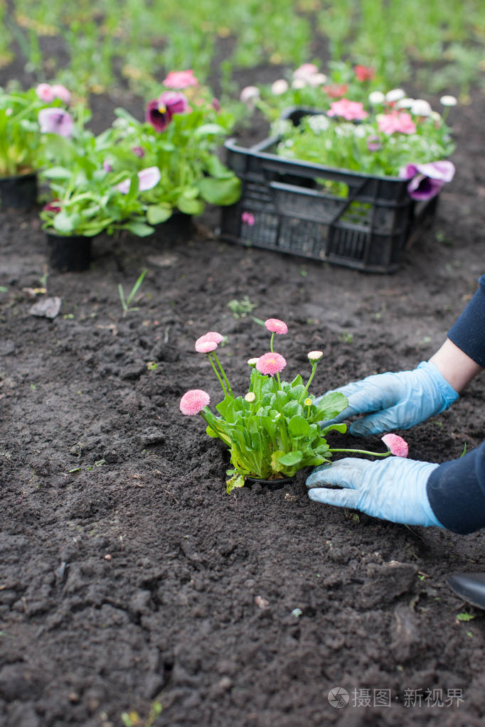 在院子里种花的女人