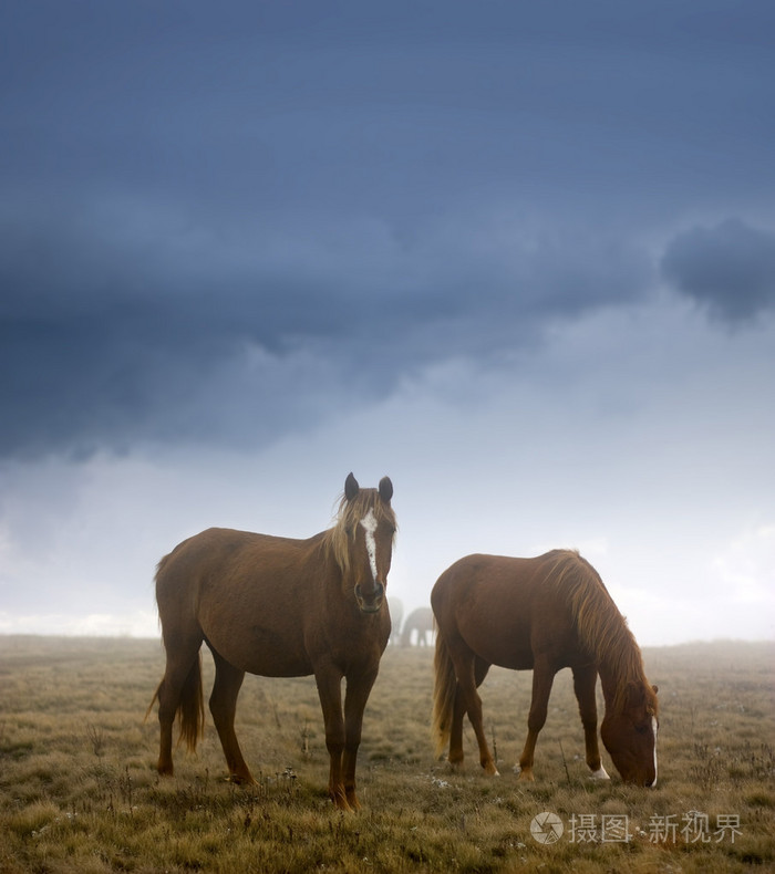 晨雾中的草地上的马
