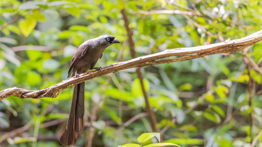 野生鸟 球拍尾 Treepie