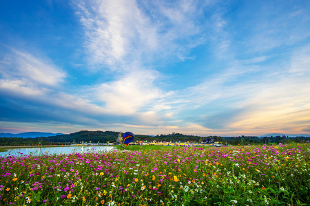 美丽的大同花卉田景观自然背景