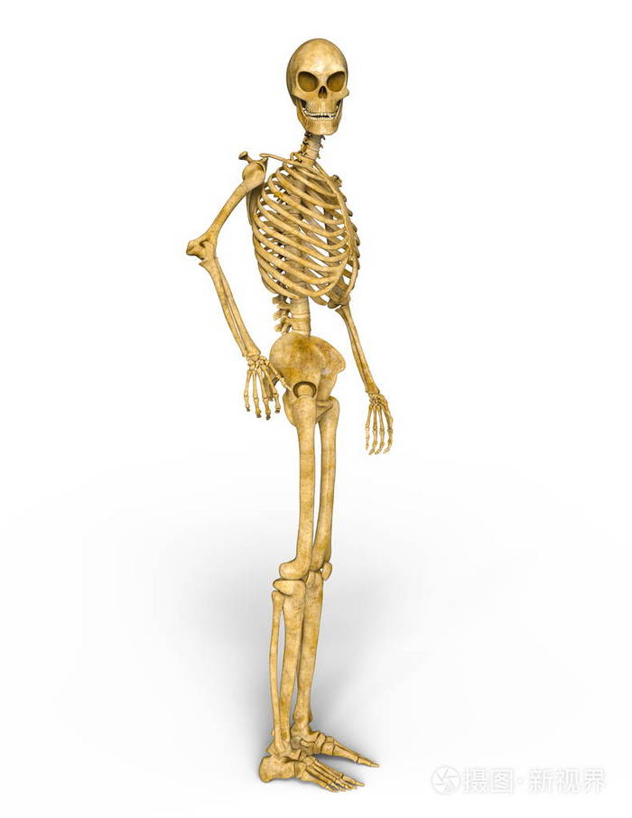 一具骷髅3dcg渲染